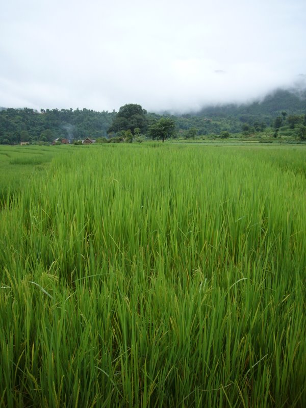 Travel - Nepal - Dumre Area - Around Dumre